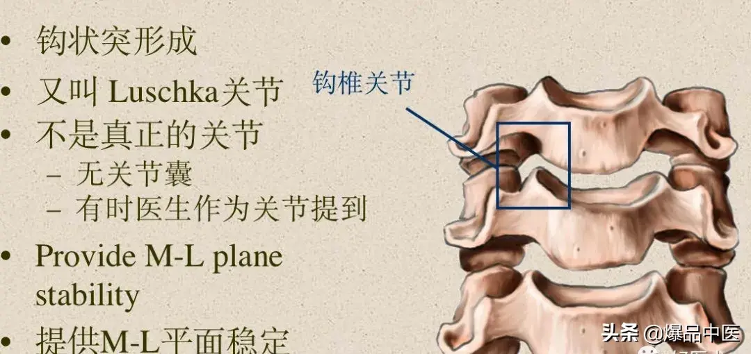 收藏了：脊柱超详细解剖，高清图文版