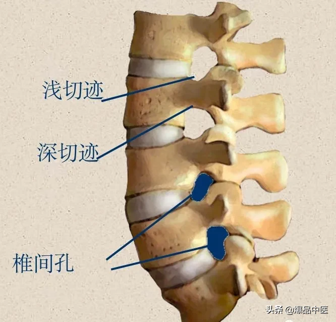 收藏了：脊柱超详细解剖，高清图文版