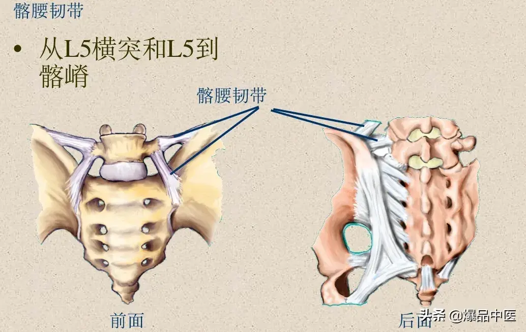 收藏了：脊柱超详细解剖，高清图文版