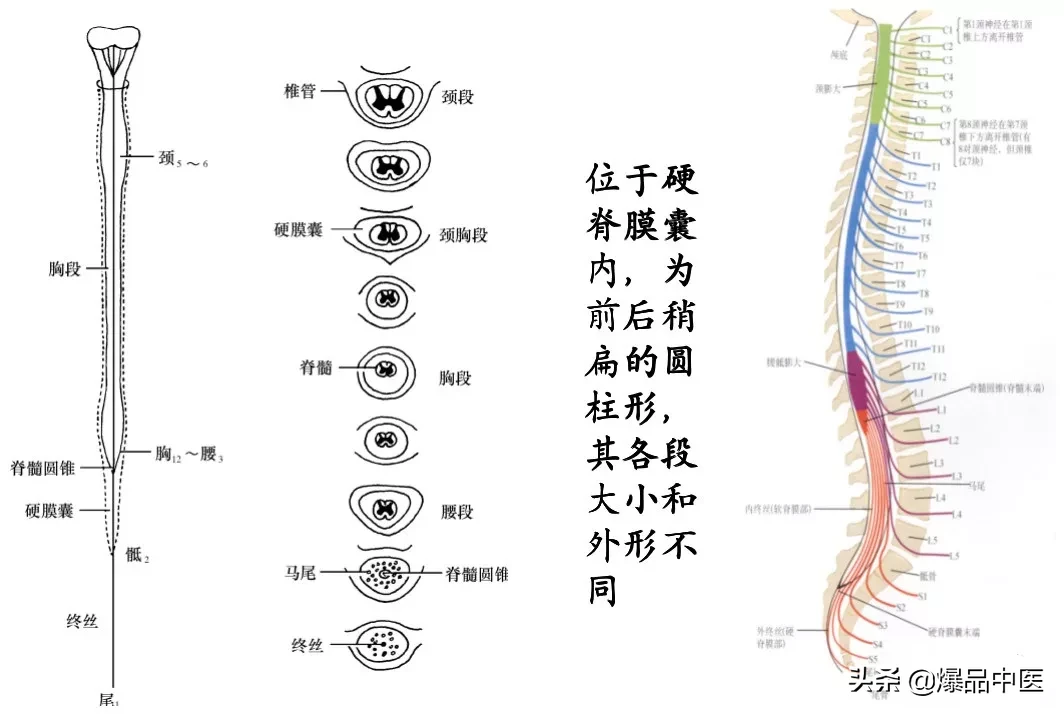 收藏了：脊柱超详细解剖，高清图文版