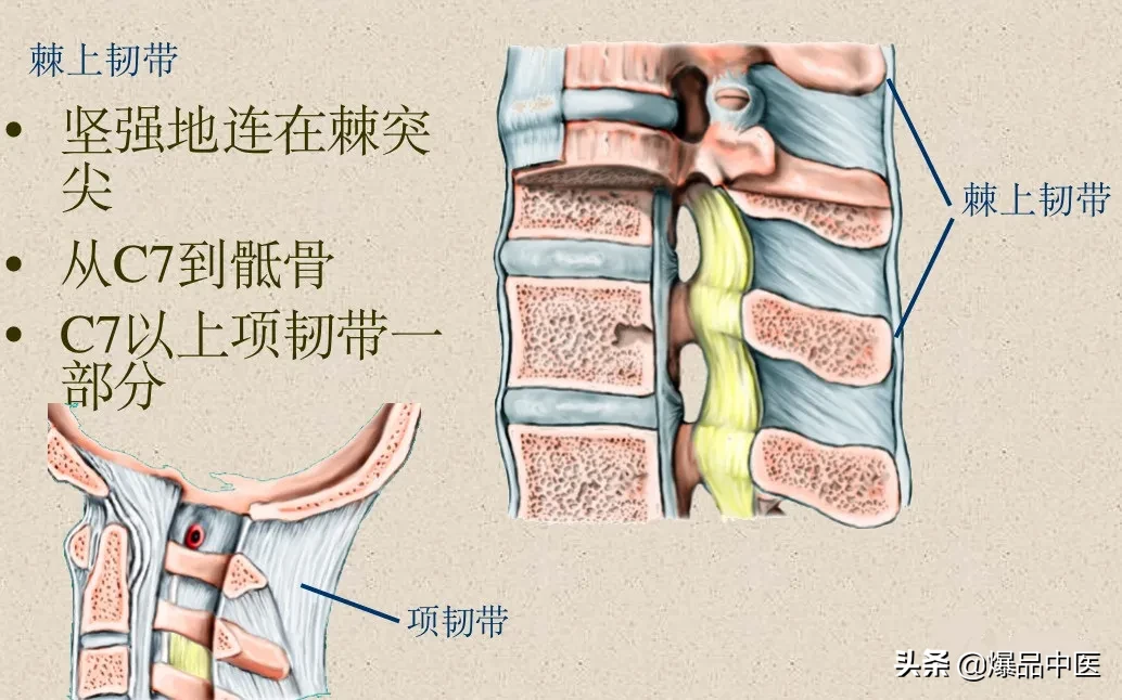 收藏了：脊柱超详细解剖，高清图文版