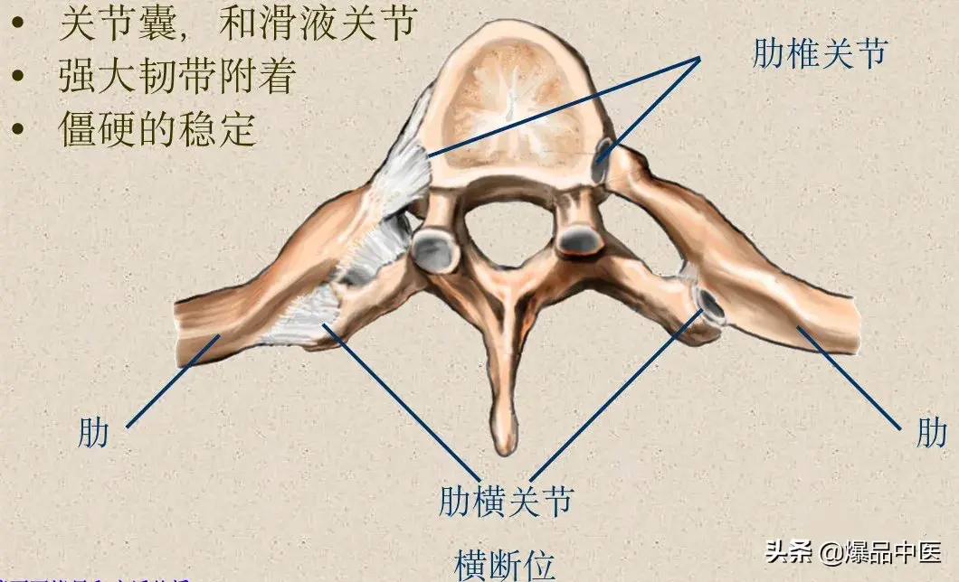 收藏了：脊柱超详细解剖，高清图文版
