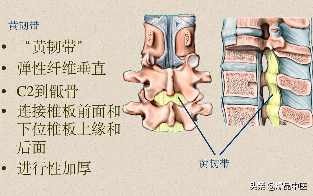 收藏了：脊柱超详细解剖，高清图文版