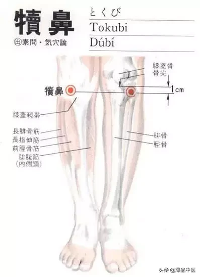 胃经大药房--胃经相关穴位详解：天天培育我们的后天之本