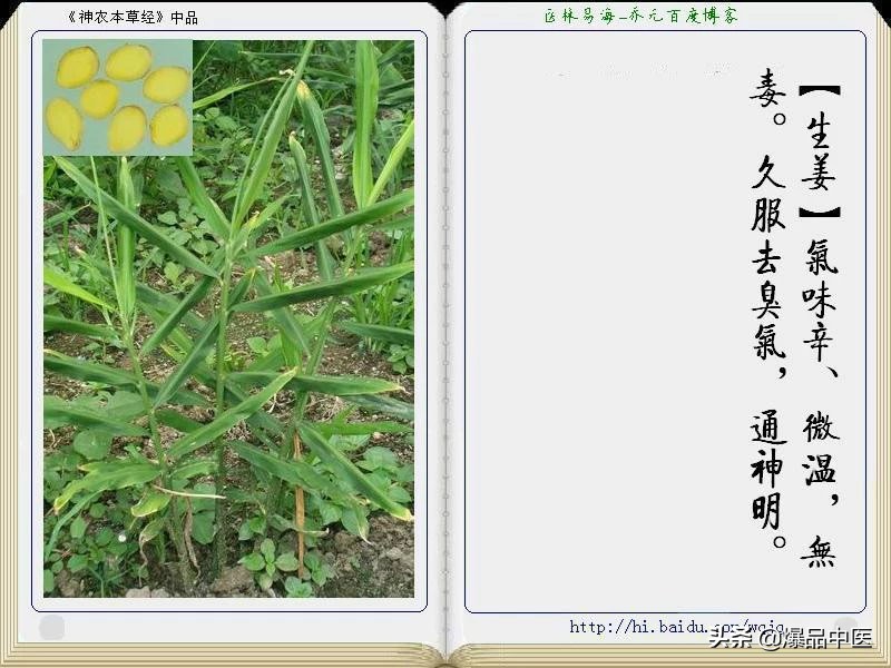 《神农本草经》全册图文解析
