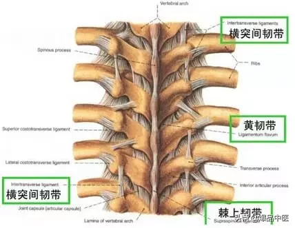 详细的脊柱腰段解剖图