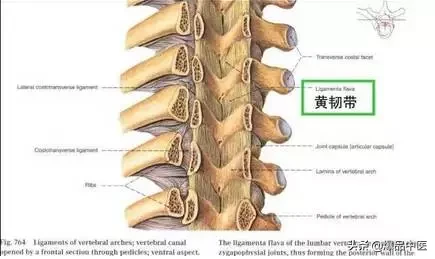 详细的脊柱腰段解剖图