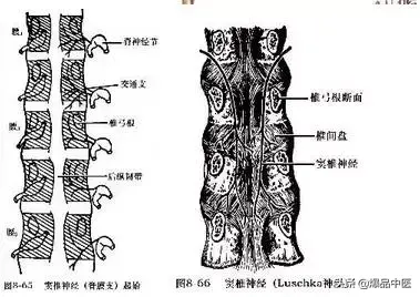 详细的脊柱腰段解剖图
