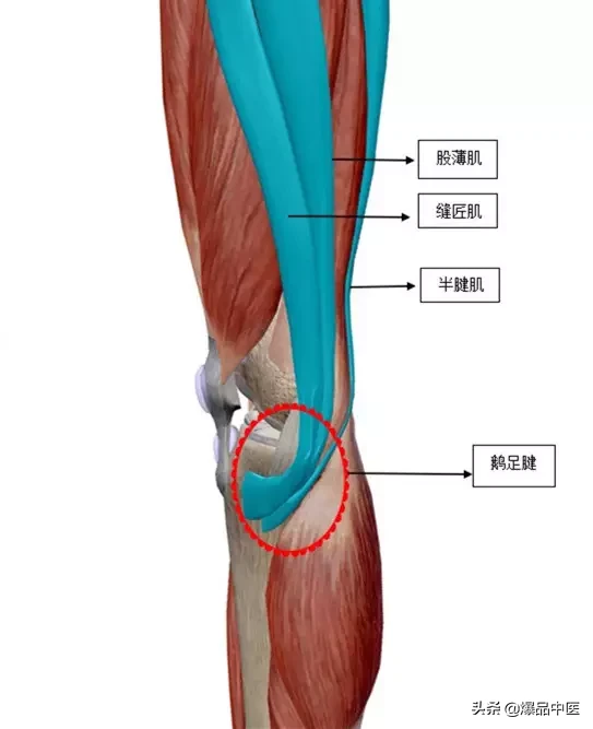 「专业分享」“从头到脚”的纯干货