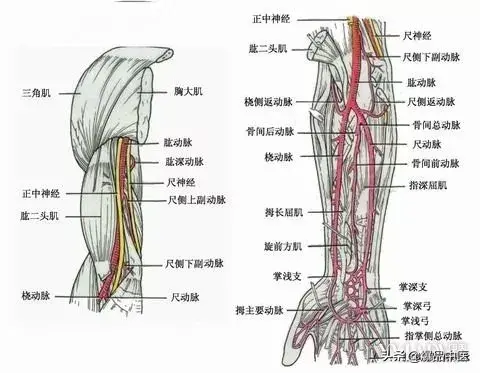 针灸治痛秒杀系列（网球肘）