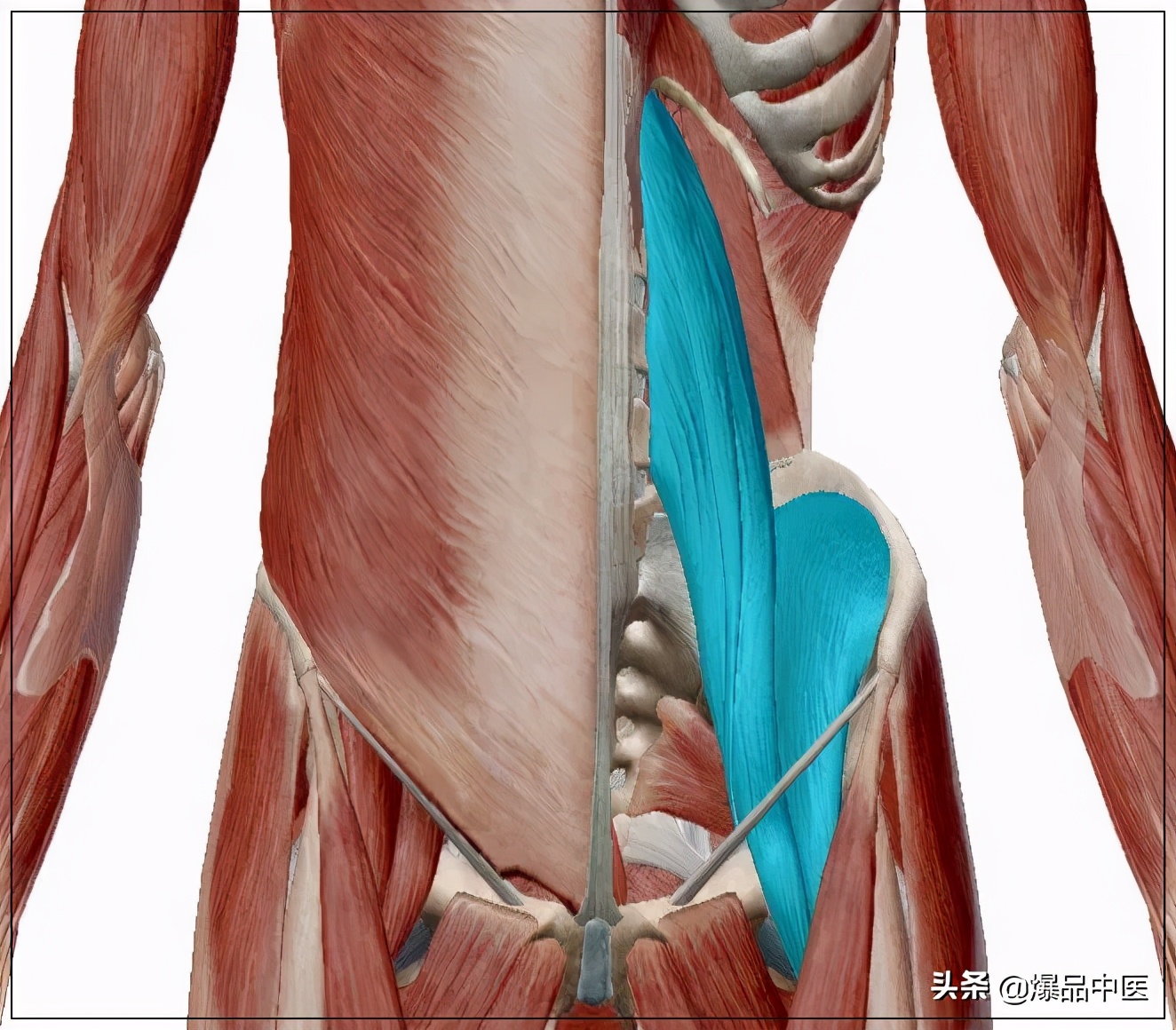 腰大肌的功能解剖动图，人体关键部位