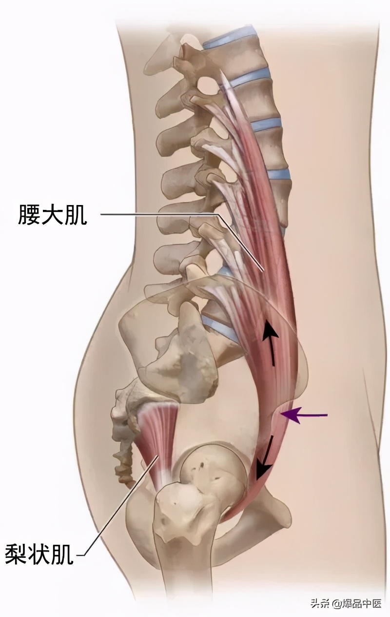 腰大肌的功能解剖动图，人体关键部位