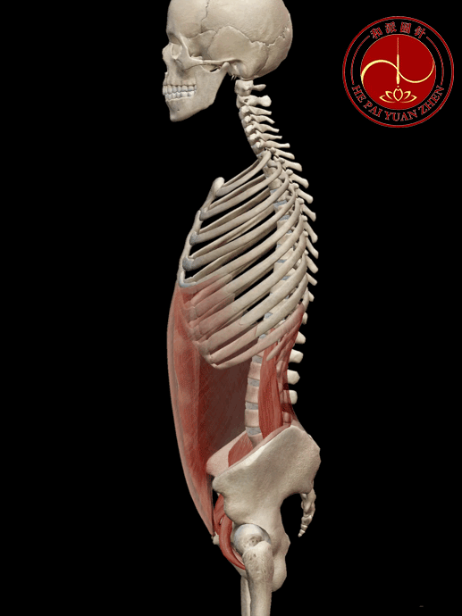 腰大肌的功能解剖动图，人体关键部位