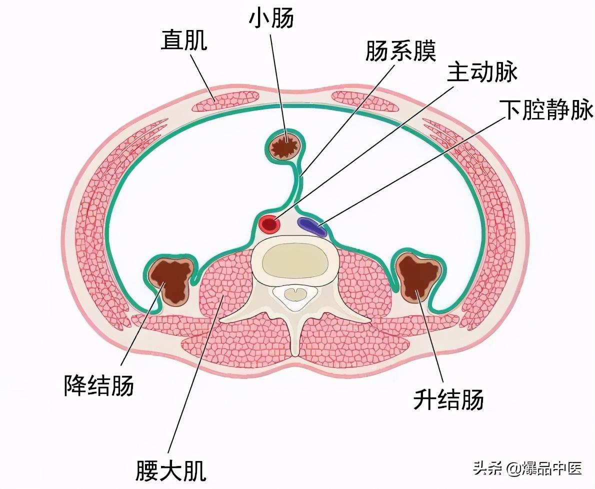 腰大肌的功能解剖动图，人体关键部位