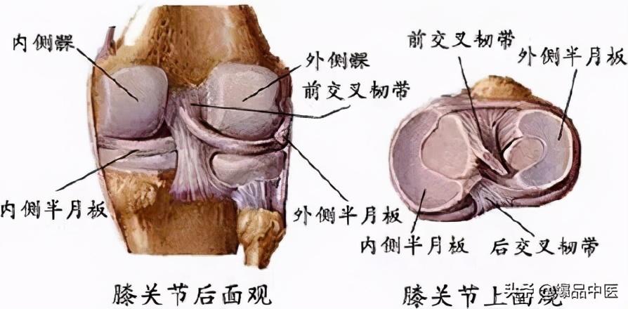 最全膝关节疼痛分析与临床「干货」