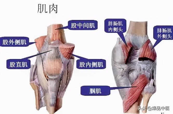 最全膝关节疼痛分析与临床「干货」