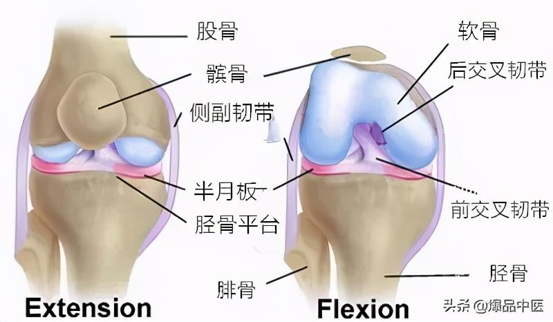 最全膝关节疼痛分析与临床「干货」