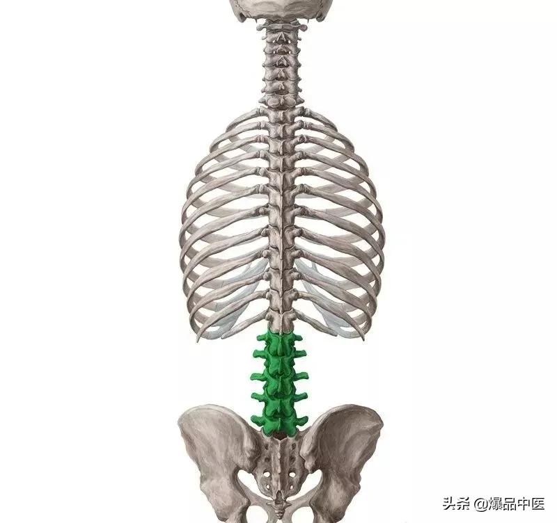 超全的脊柱功能解剖，请收藏