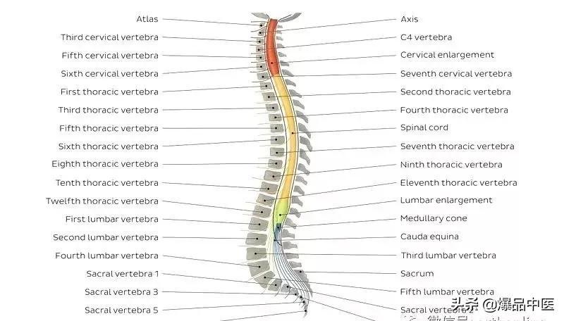 超全的脊柱功能解剖，请收藏