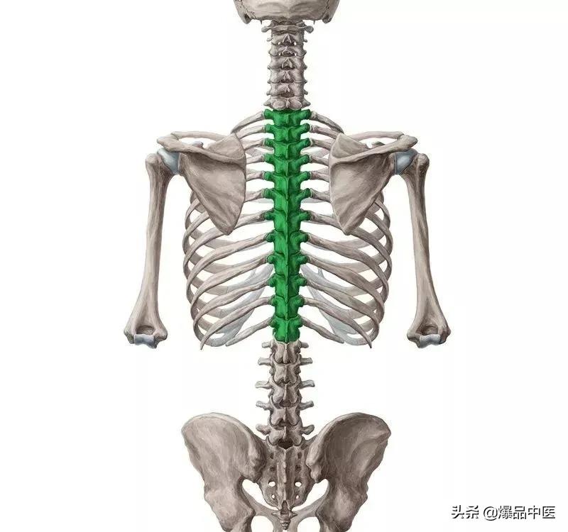 超全的脊柱功能解剖，请收藏