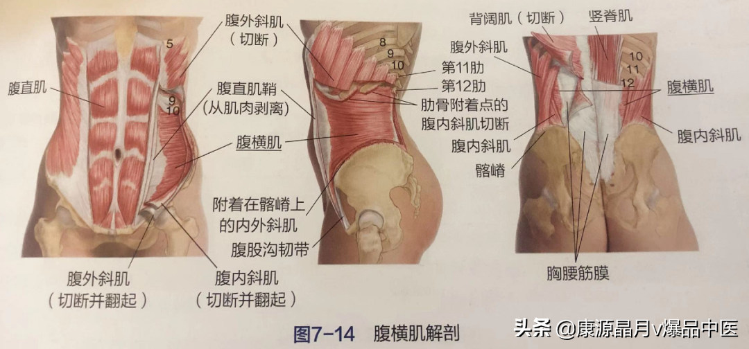 久坐腰背痛，多跟这7组肌肉有关