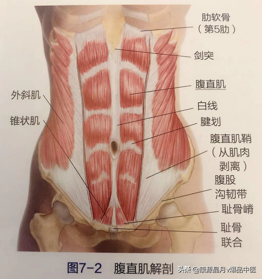 久坐腰背痛，多跟这7组肌肉有关