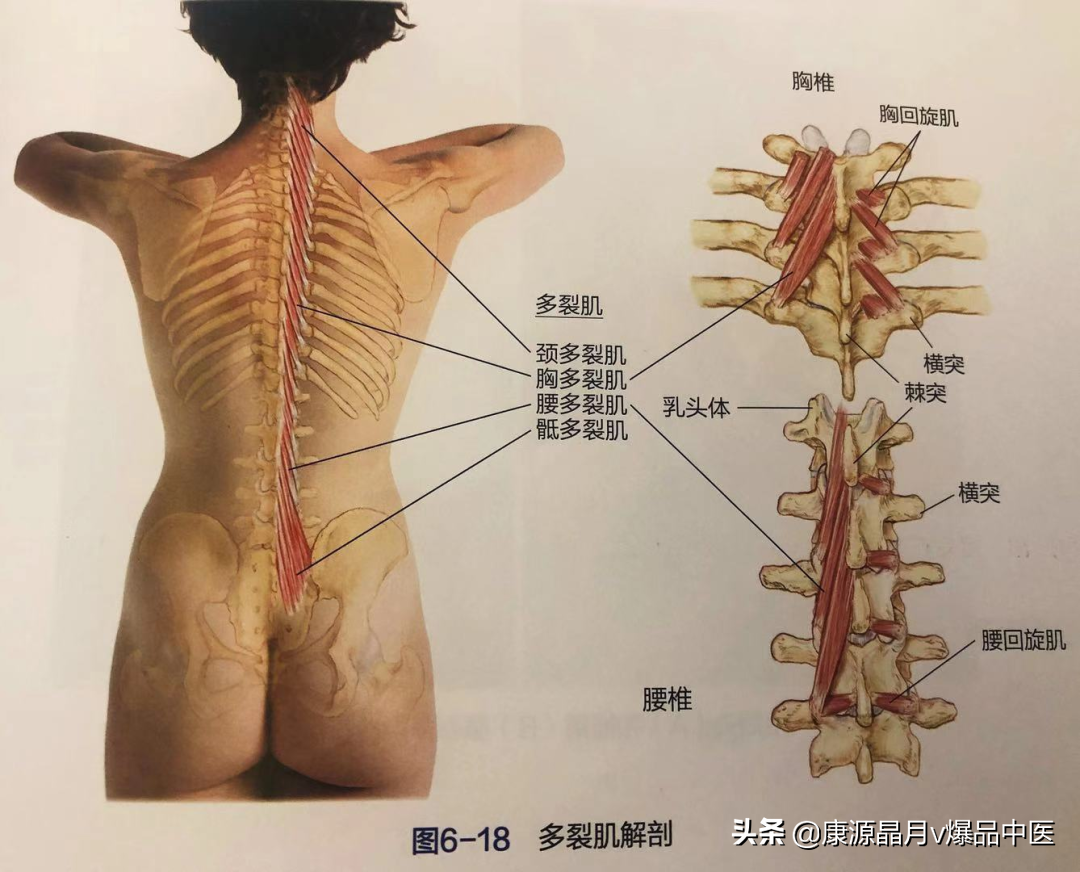 久坐腰背痛，多跟这7组肌肉有关