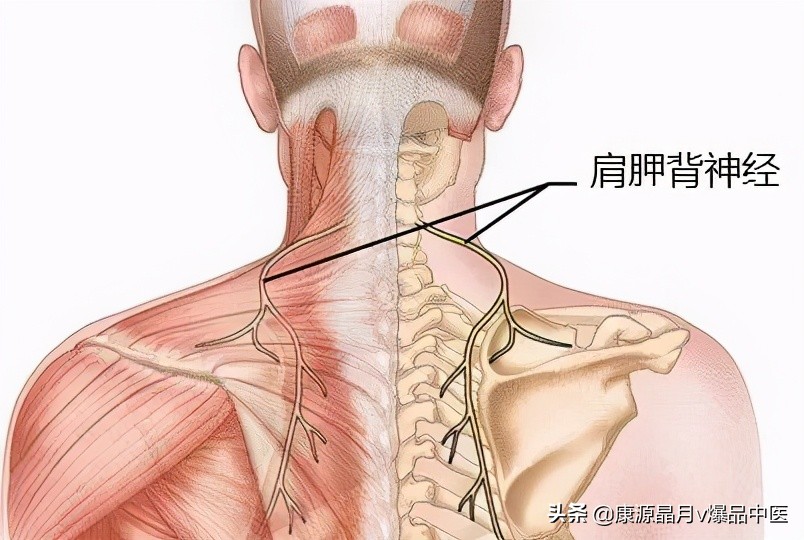 肩胛骨内侧缘痛的简单分析