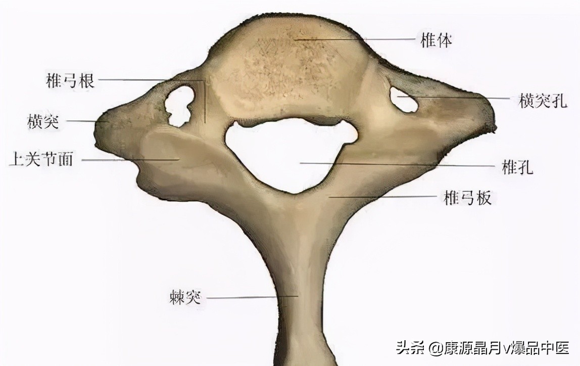 颈椎分七段，每段不好都会产生不同的疾病