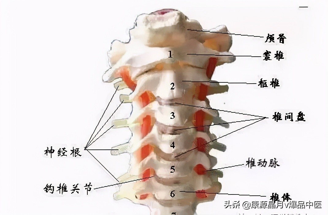 颈椎分七段，每段不好都会产生不同的疾病