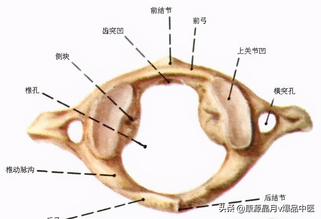 颈椎分七段，每段不好都会产生不同的疾病