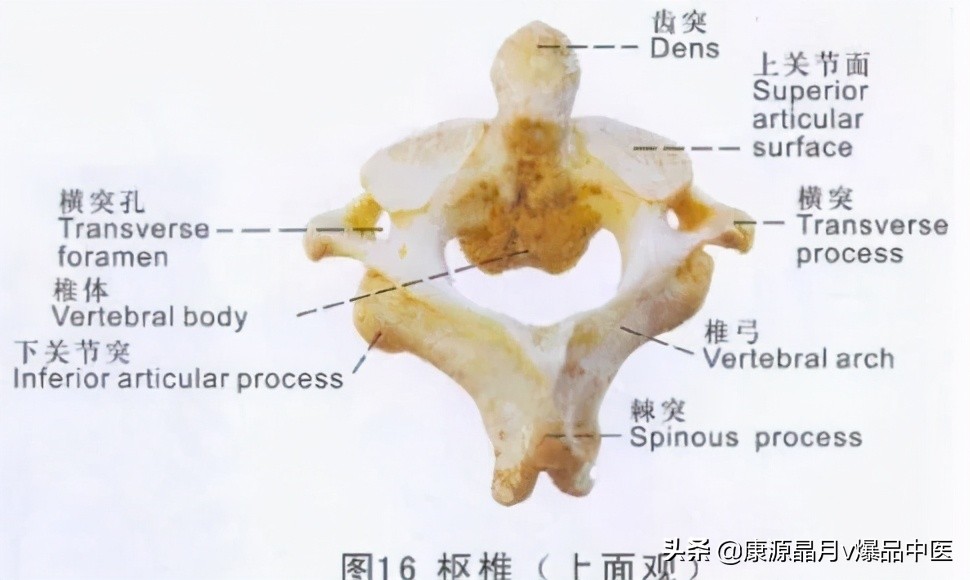 颈椎分七段，每段不好都会产生不同的疾病