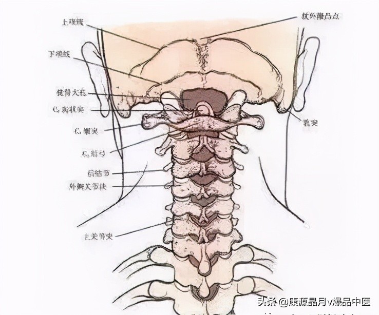 颈椎分七段，每段不好都会产生不同的疾病