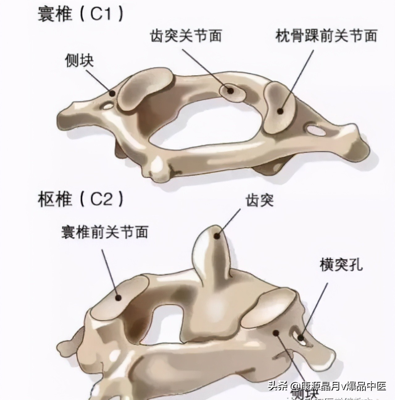 颈椎分七段，每段不好都会产生不同的疾病