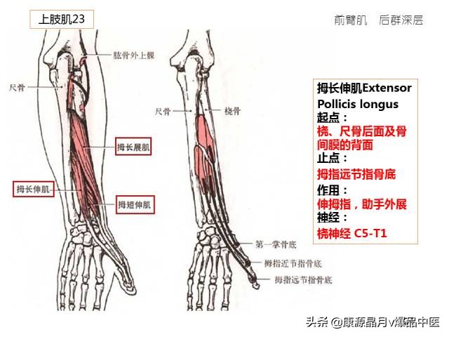 骨骼肌解剖速记手册，学霸们早已收藏