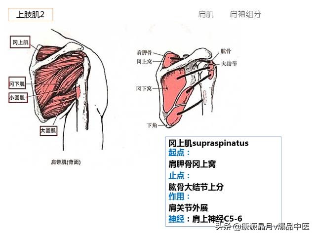 骨骼肌解剖速记手册，学霸们早已收藏