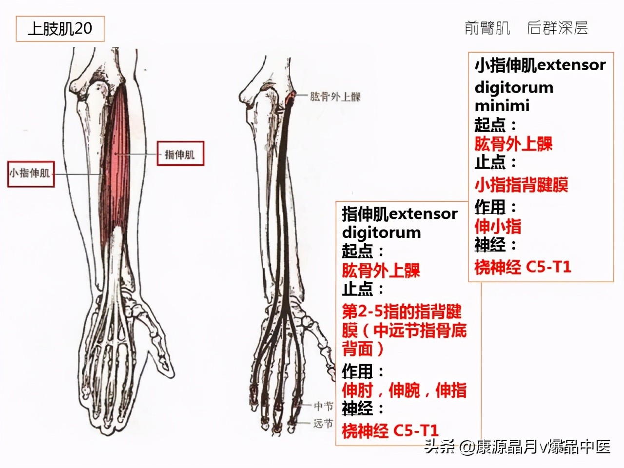 骨骼肌解剖速记手册，学霸们早已收藏