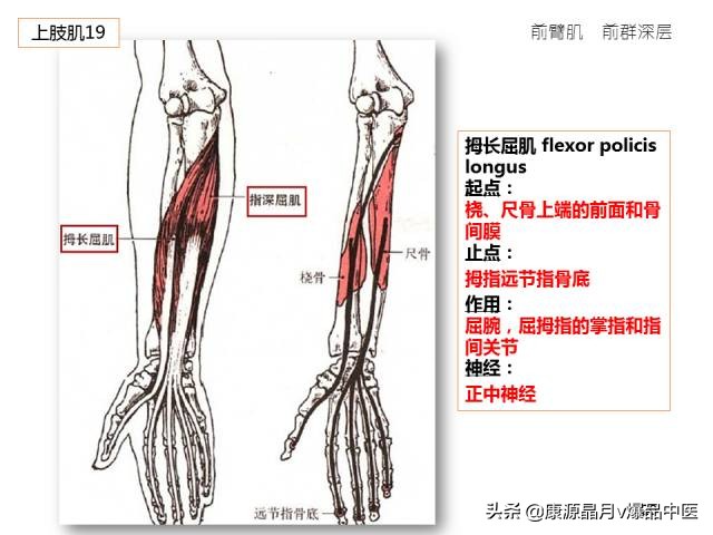 骨骼肌解剖速记手册，学霸们早已收藏