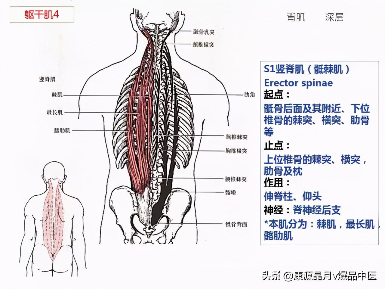 骨骼肌解剖速记手册，学霸们早已收藏