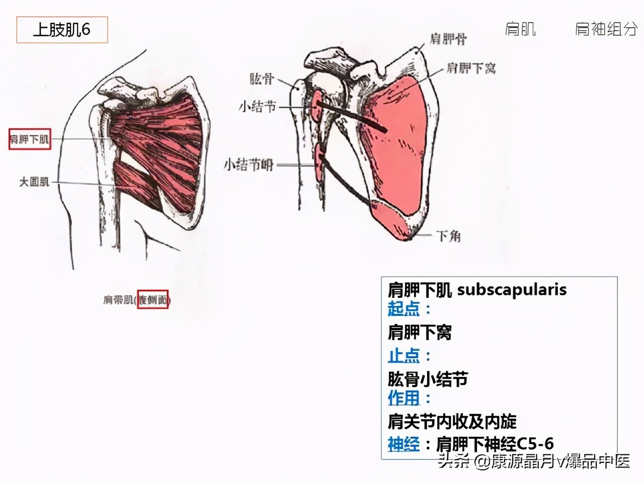 骨骼肌解剖速记手册，学霸们早已收藏