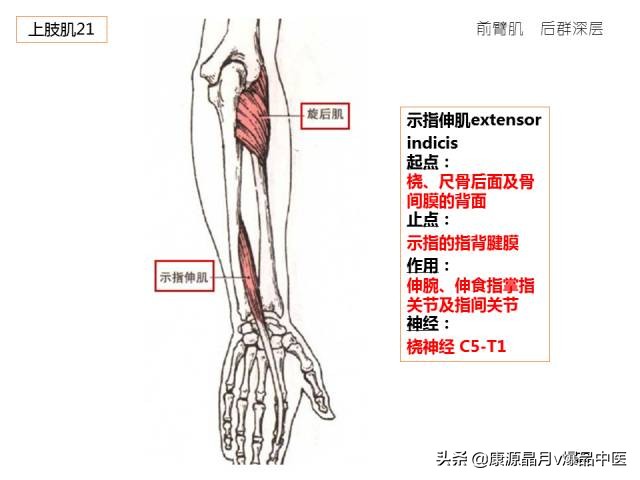 骨骼肌解剖速记手册，学霸们早已收藏