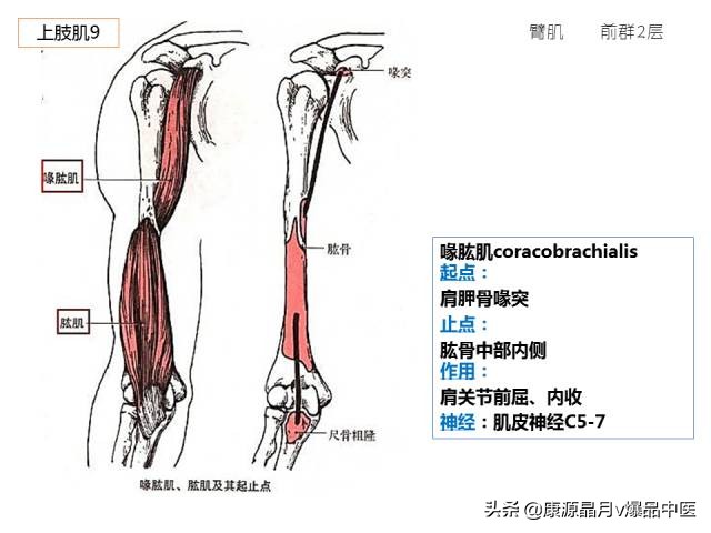 骨骼肌解剖速记手册，学霸们早已收藏