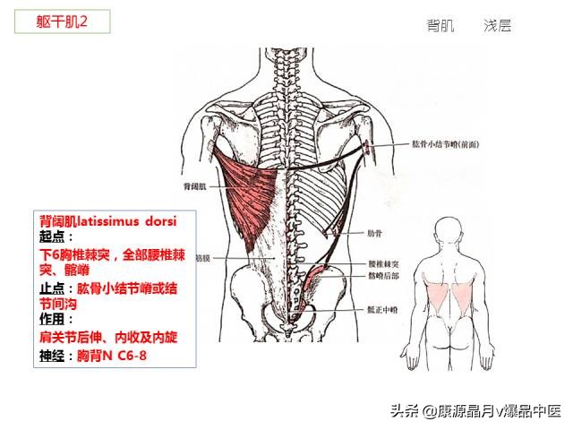 骨骼肌解剖速记手册，学霸们早已收藏