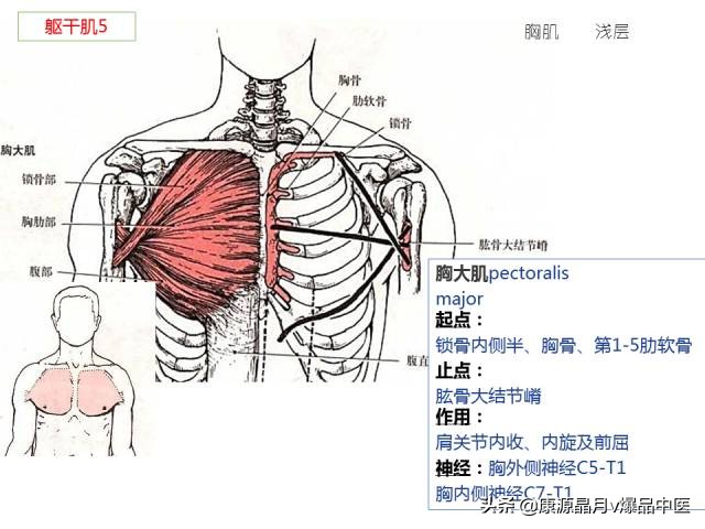 骨骼肌解剖速记手册，学霸们早已收藏