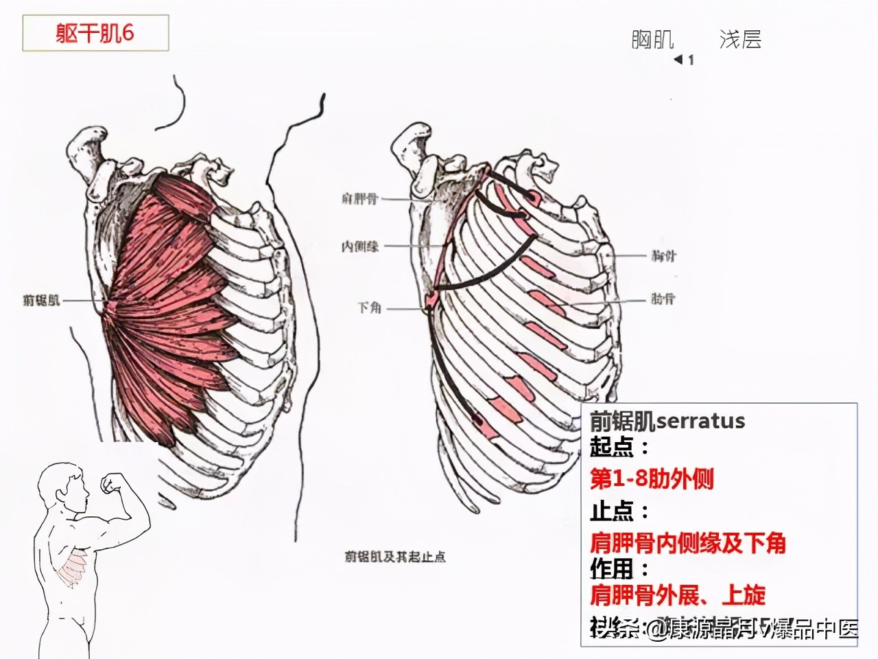 骨骼肌解剖速记手册，学霸们早已收藏