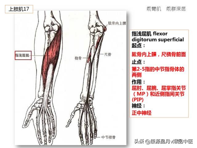 骨骼肌解剖速记手册，学霸们早已收藏