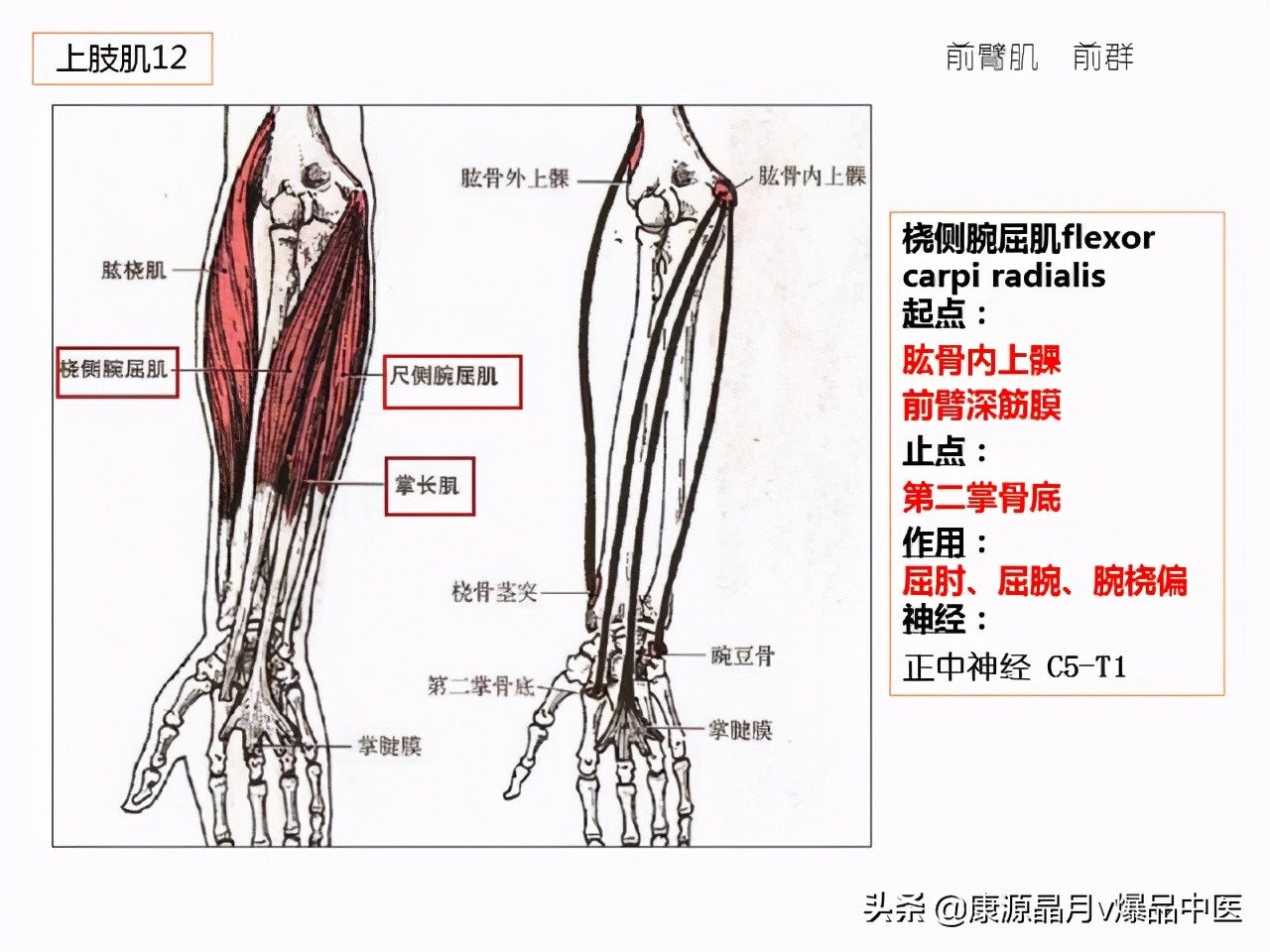 骨骼肌解剖速记手册，学霸们早已收藏