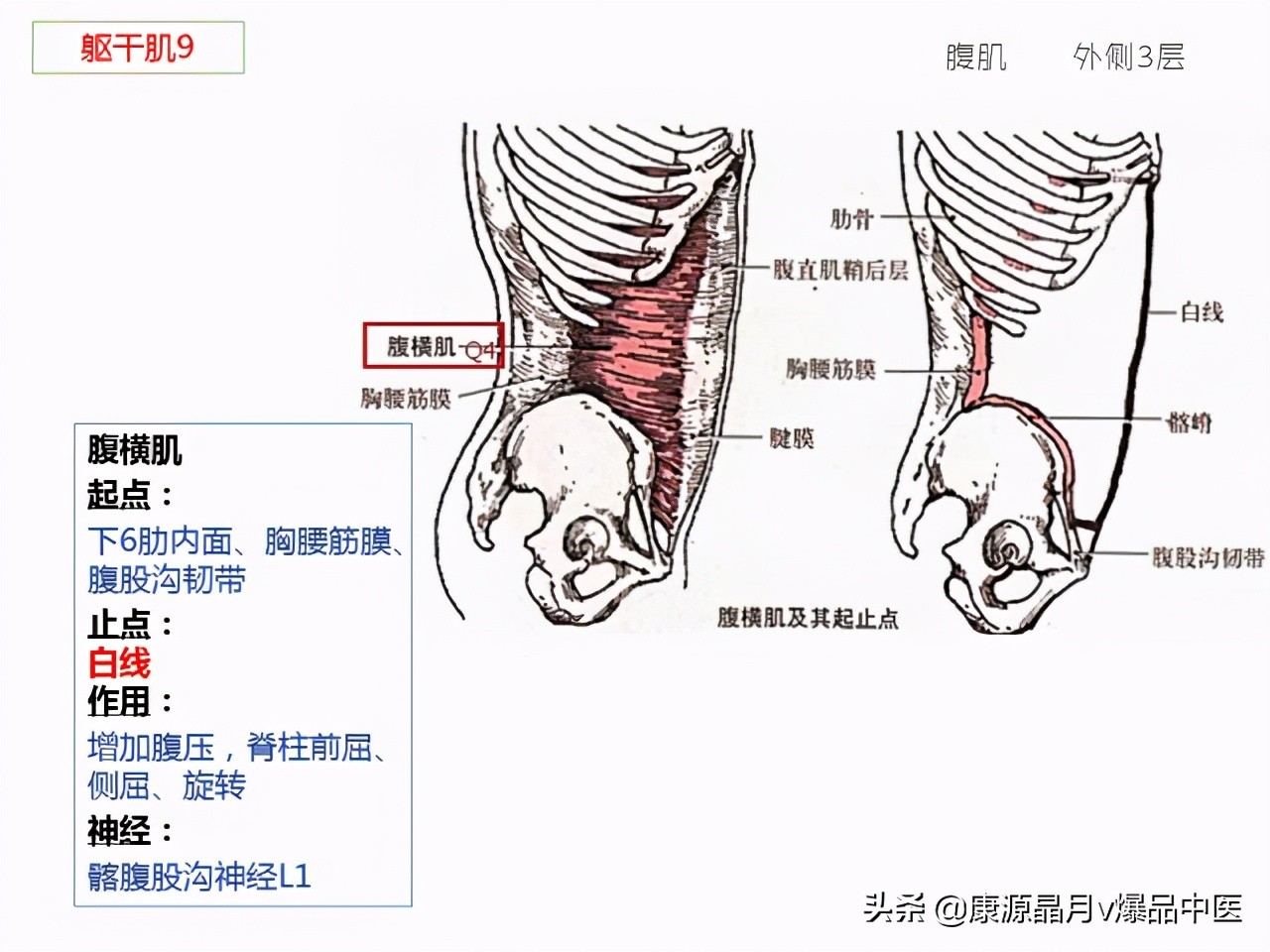 骨骼肌解剖速记手册，学霸们早已收藏