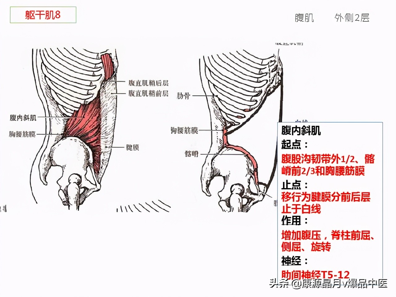 骨骼肌解剖速记手册，学霸们早已收藏