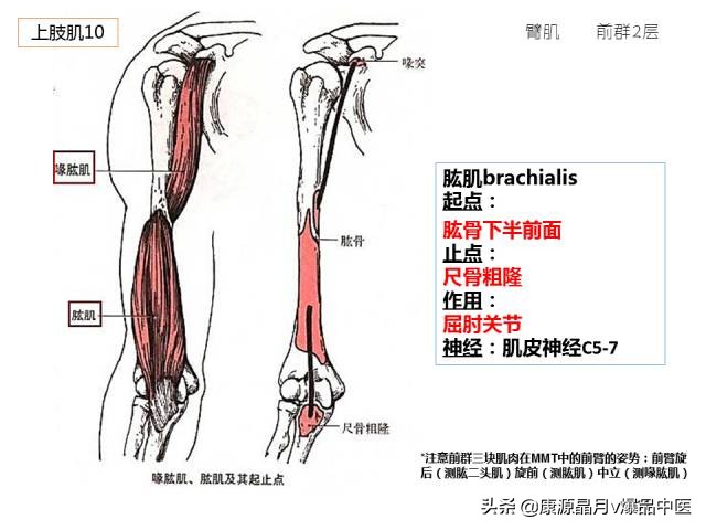 骨骼肌解剖速记手册，学霸们早已收藏